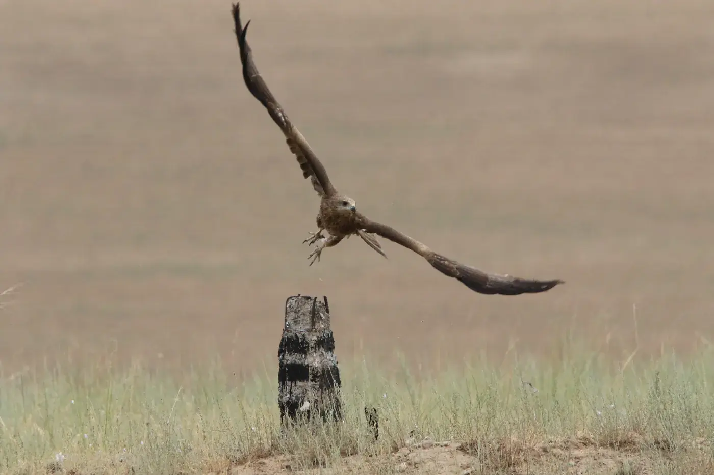 A bird of prey taking off over the steppe