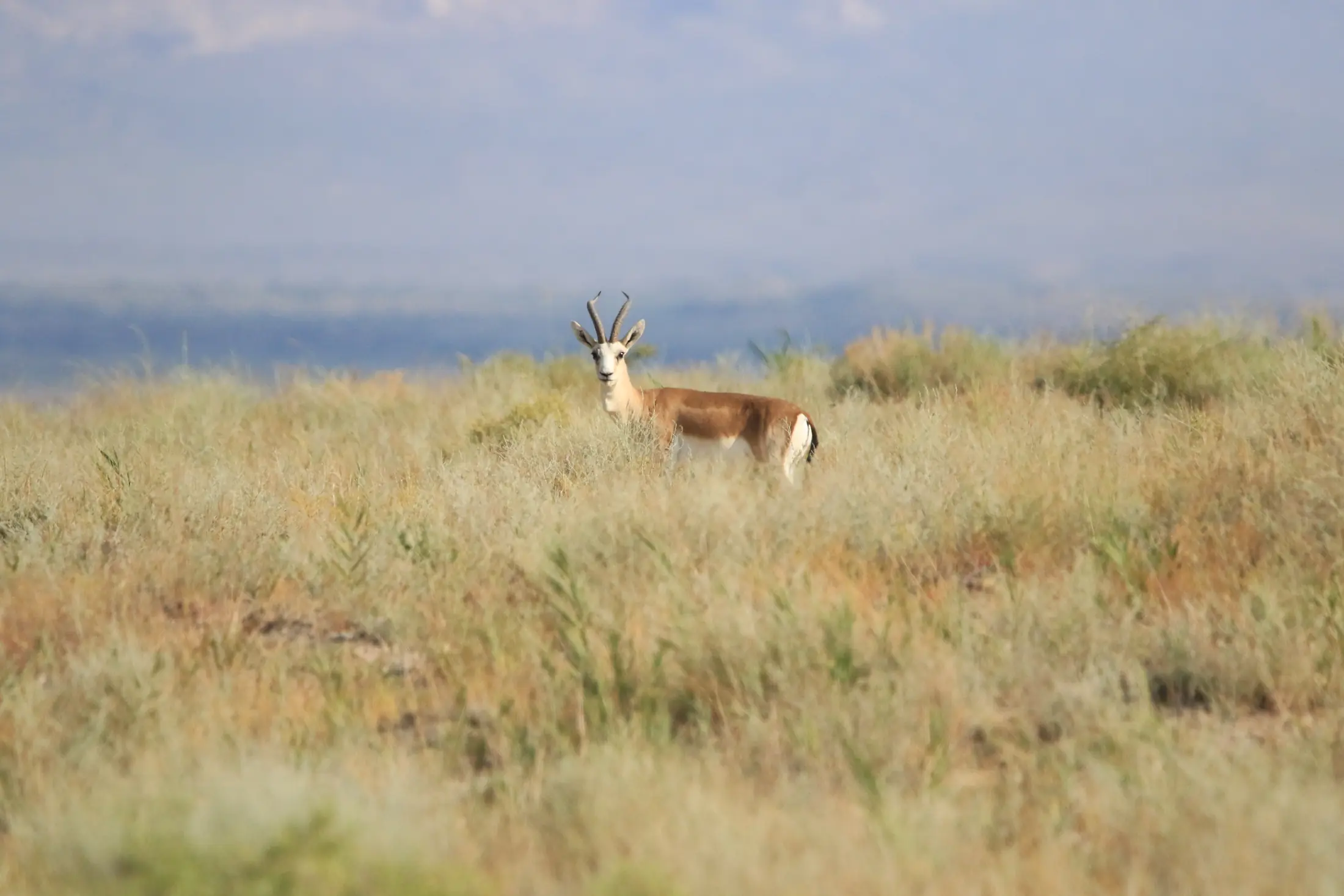 A gazelle in the grassy steppe