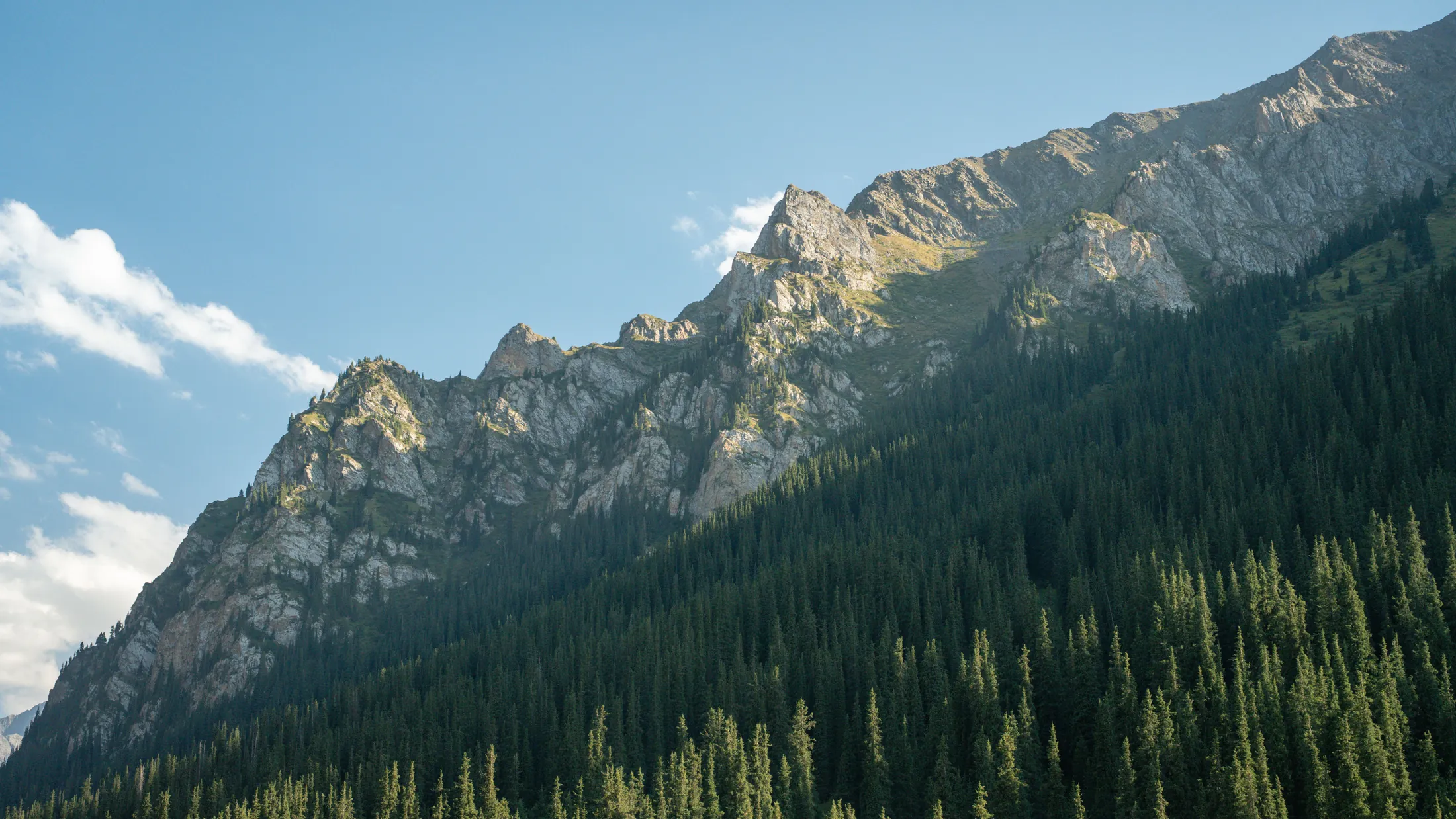A rocky ridge above a spruce forest under a blue sky