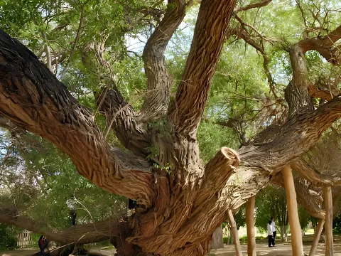 700-year-old willow