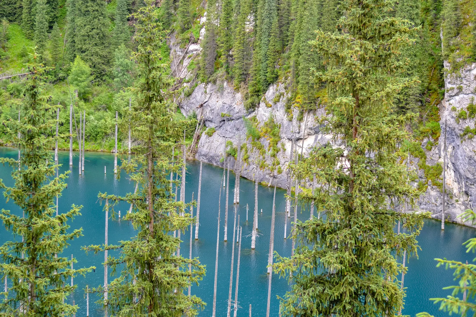 The submerged spruces of Kaindy