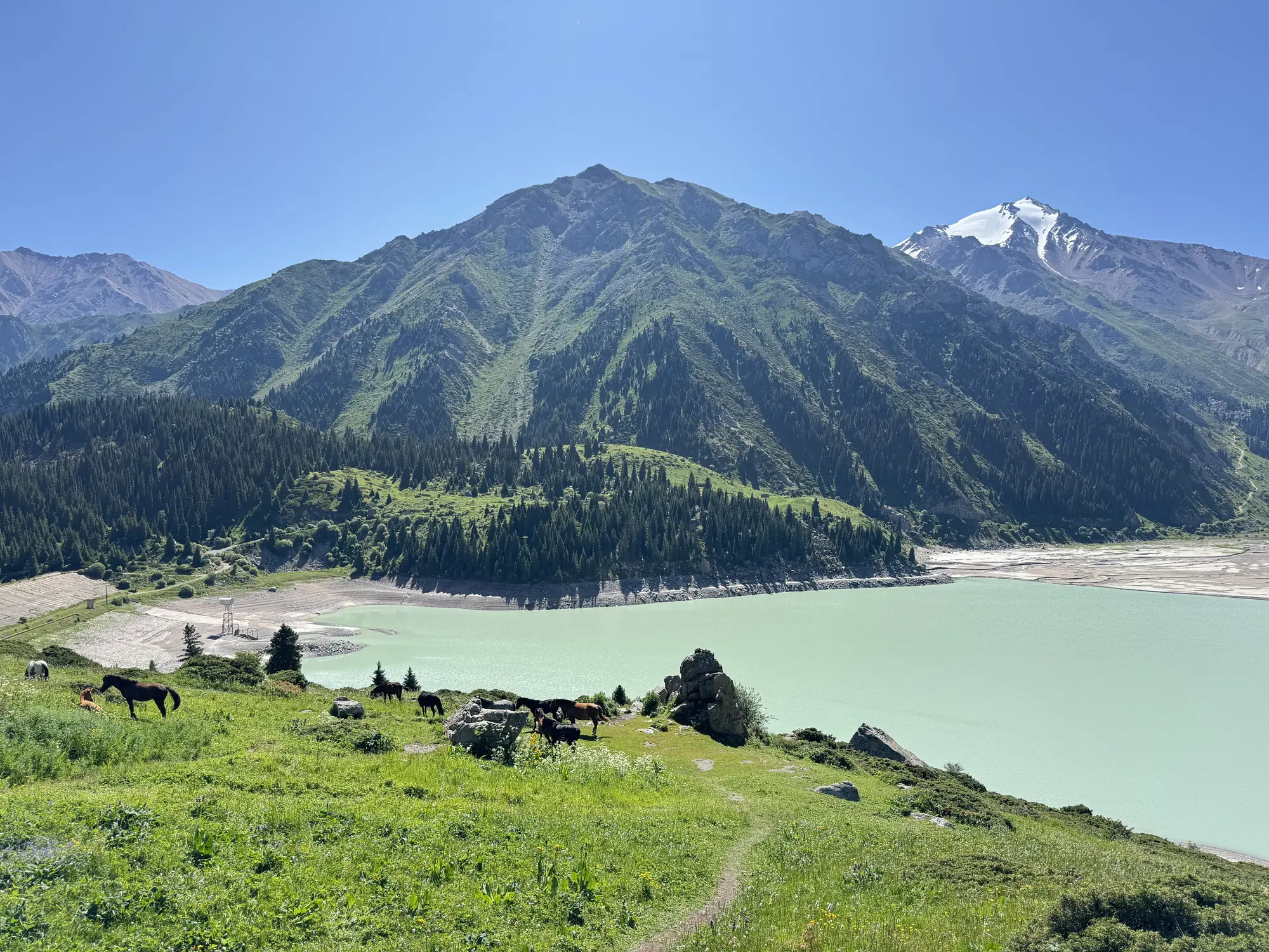 Horses above the lake