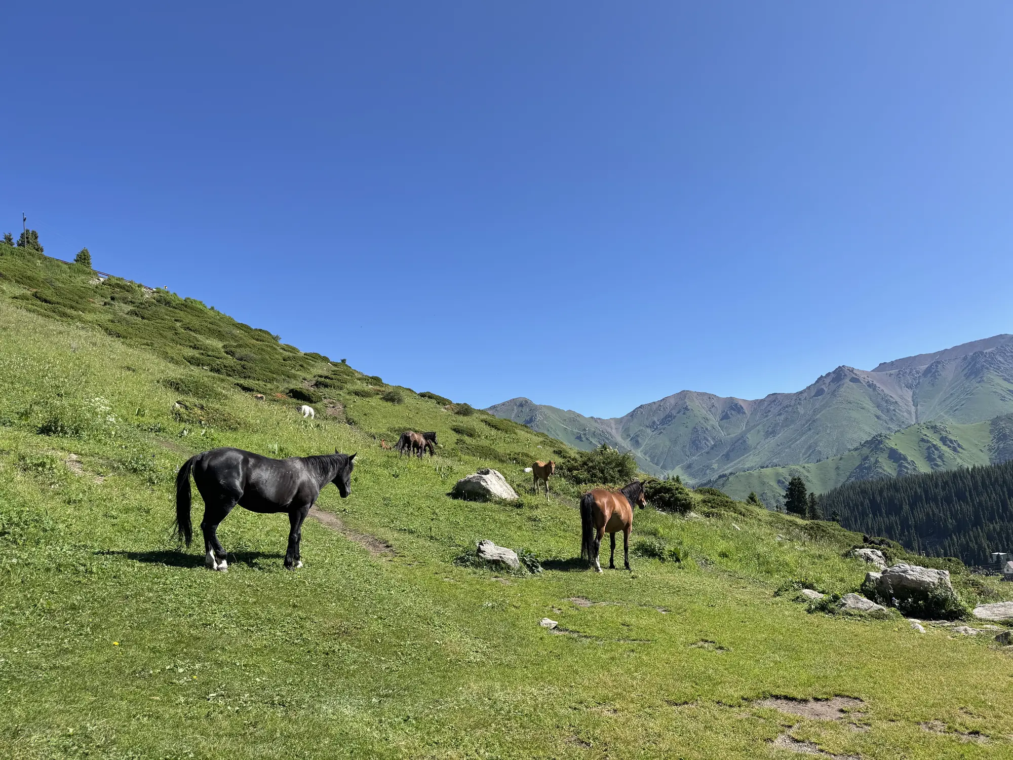Horses in the high meadows