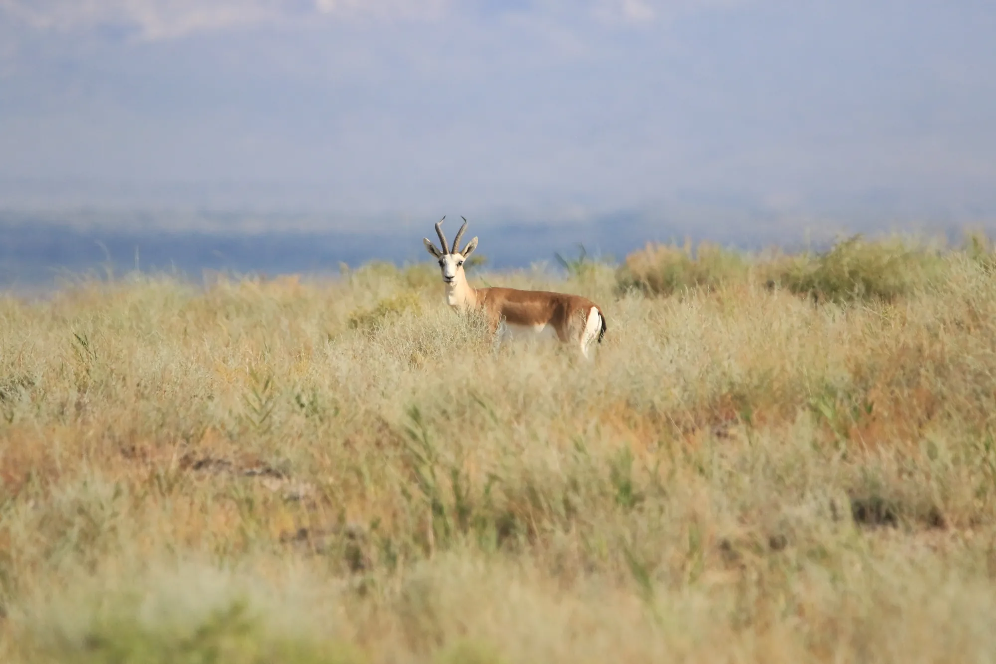 A gazelle in the steppe