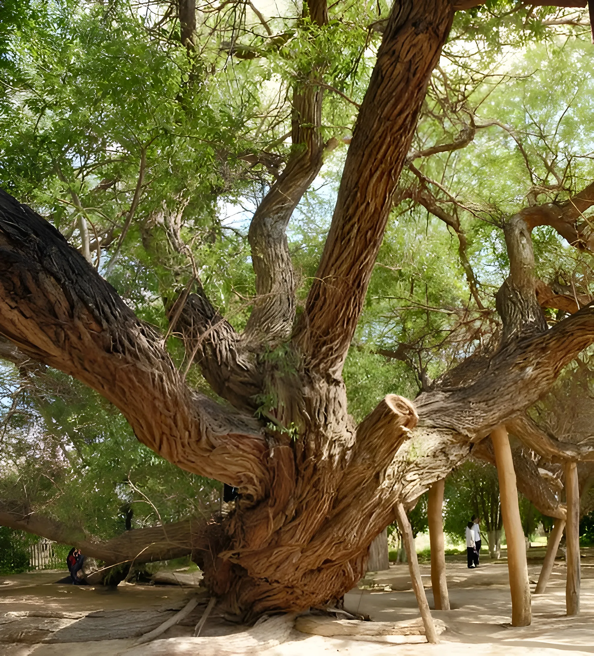The 700-year-old willow